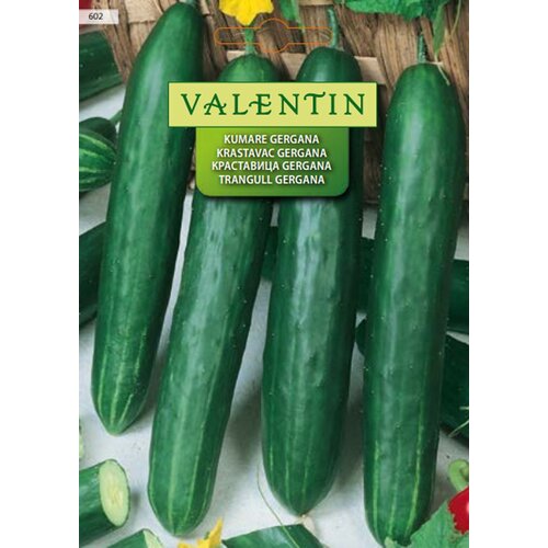 VALENTIN Sjeme povrća Krastavci Gergana (Cucumis sativus, Berba: Kolovoz) Cijene