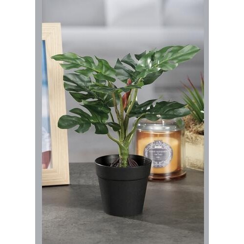  FILODENDRON 31CM 49692 STAR Cene