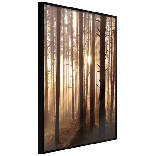  Poster - Morning in the Forest 40x60