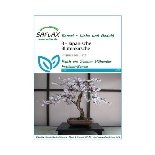 Saflax Bonsai - japonska češnja Cene