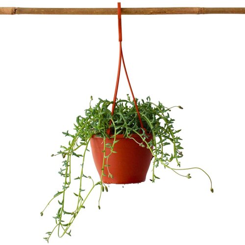 Plant in a Box rastlina delfinov - senecio peregrinus - višina 10-20cm - ⌀12cm, (21758251) Cene