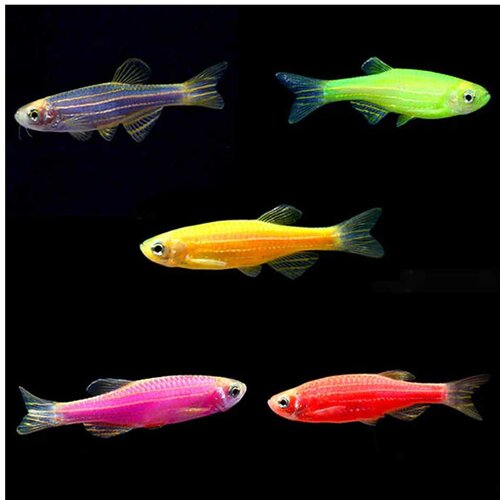 Akvarijum Centar glo-fish zebra danio Cene
