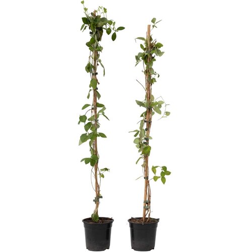 Plant in a Box kosteničevje - 2 kos - lonicera 'american beauty' - višina 110-120cm - ⌀17cm, (21757819) Cene