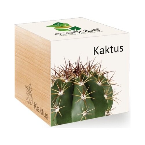 Feel Green ecocube "Exotics" - kaktus Cene