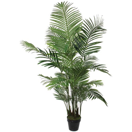 MICA AREKA PALMA V ZELENEM LONCU - H160XD80CM Cene