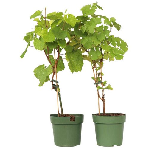 Plant in a Box vinska trta - 2 kos - vitis 'himrod', vitis 'vanessa' - višina 60-75cm - ⌀21cm, (21757645) Cene