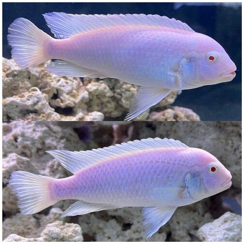 Akvarijum Centar white albino pindani Cene