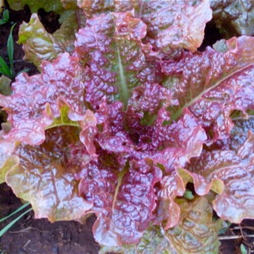 BIO solata "Red Flamingo" - 1 g Cene