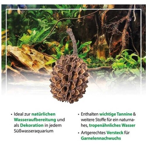 Arka casuarina cones 50 kom - 7 - 13 cm Cene