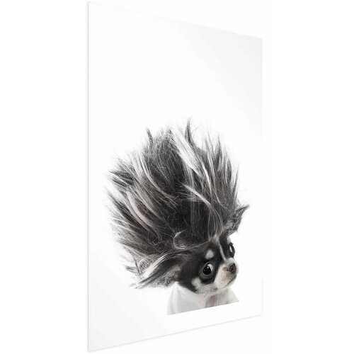  Plakat - Chihuahua 21x30 Bez okvira s margom Cijene