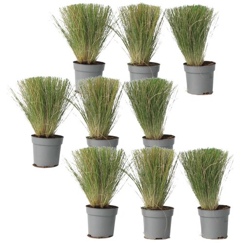 Plant in a Box bodalica - 9 kos - stipa tenuifolia 'pony tails' - višina 20-30cm - ⌀9cm, (21778527) Cene