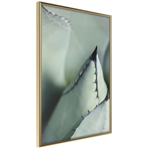  Poster - Young Leaf of Agave 30x45 Cijene