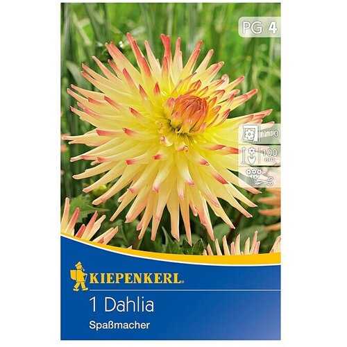 KIEPENKERL Lukovice jesenskog cvijeća (Dahlia &amp;#039;Spassmacher&amp;#039;, 1 Kom.) Slike