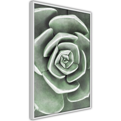  Poster - Robust Plant 30x45 Slike