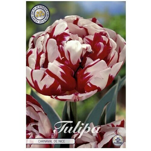  Cvjetne lukovice Tulipan Double Late Carnaval De Nice (Crvena, Botanički opis: Tulipa) Slike