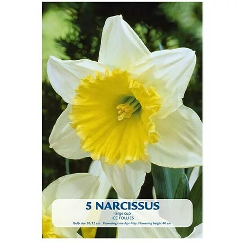  Cvjetne lukovice Narcisa Ice Follies (Botanički opis: Narcissus, Žuto - bijela)