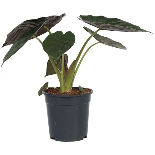 Plant in a Box alokazija - alocasia 'wentii' - višina 70-80 cm - ⌀19cm, (21757919) Cene