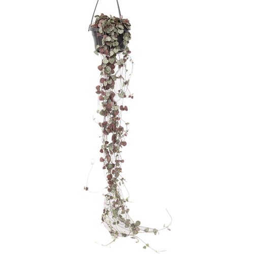 Plant in a Box svetilnica - ceropegia linearis woodii - višina 20-30cm - ⌀14cm, (21757908) Cene
