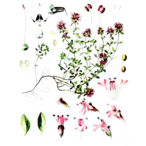 Rinfuz Majčina dušica (Thymus serpyllum), 100g Slike