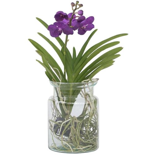 Plant in a Box orhideja vanda - vanda 'blue' - višina 40-50cm - ⌀14cm, (21758272) Cene