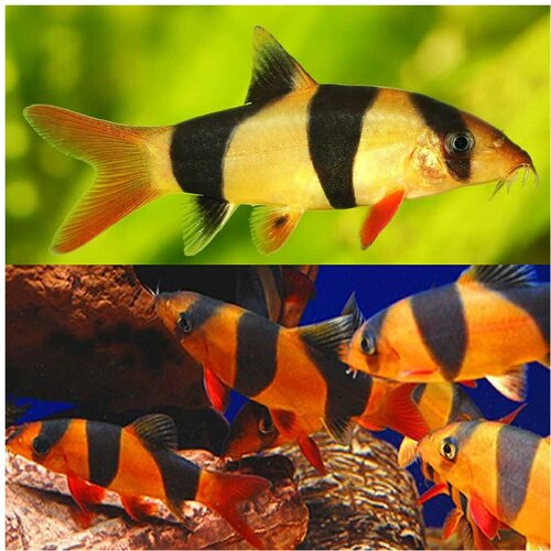 Akvarijum Centar Botia makrakanta Cene