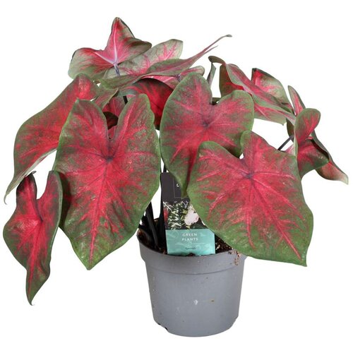 Plant in a Box kaladij - caladium 'postman joyner' - višina 25-40cm - ⌀12cm, (21757899) Cene