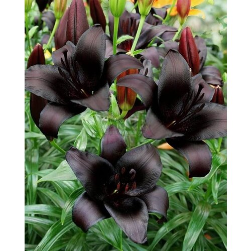 Royal De Ree Lukovica Ljiljan - Lilium Asiatic Black 2/1 Slike