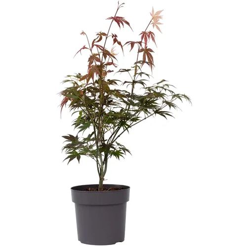 Plant in a Box Japonski javor - Acer palmatum 'Atropurpureum' - Višina 60-70cm - ⌀19cm, (21757278)