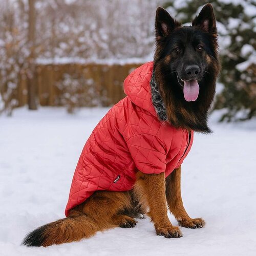 Paws & Whiskers Redcoat Red Dog Hoodie Cene