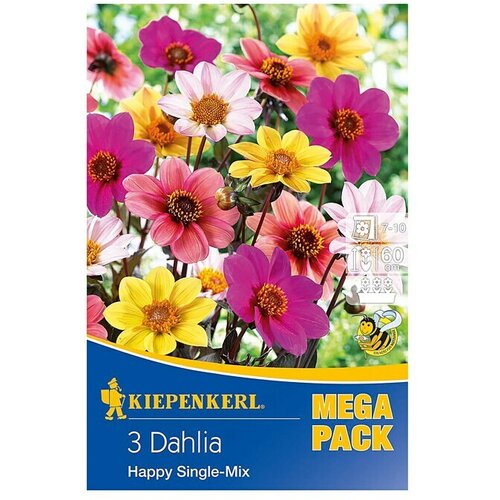KIEPENKERL Sjeme cvijeća dalija Happy (Dahlia x Hybrida, Raznobojno) Cijene