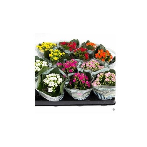  Kalanchoe Mix x 12 Cijene