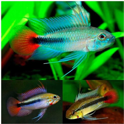 Akvarijum Centar apistogramma agassizi rio mamore Cene