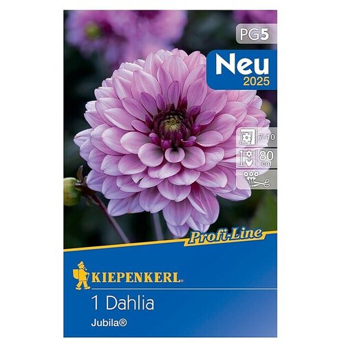 KIEPENKERL Profi-Line Dalija Jubila (Dahlia x Hybrida, Ljubičasta) Cijene