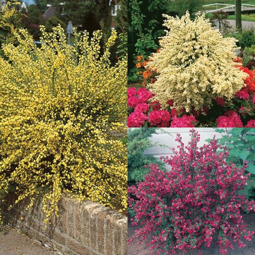 cytisus mix - p15 - 30/40 cm Slike