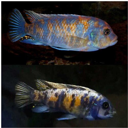 Akvarijum Centar OB zebra cichlid Cene