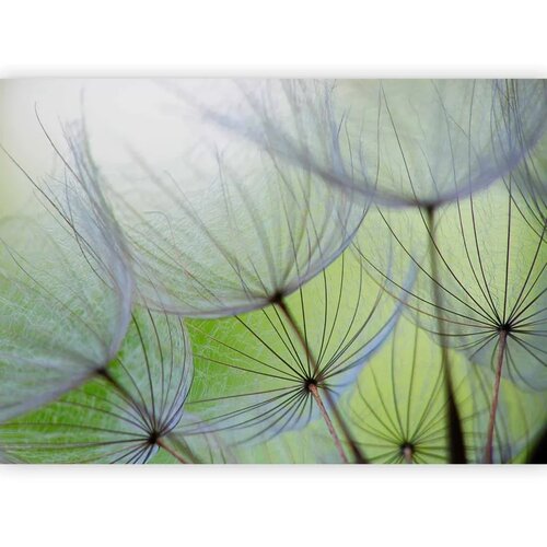  Foto tapeta - Fleeting moments 98x70 Cene