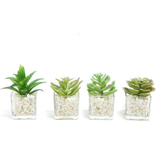 Mercury Home biljka u staklenoj saksiji 11286, 9x6x6 cm - sorto Cijene