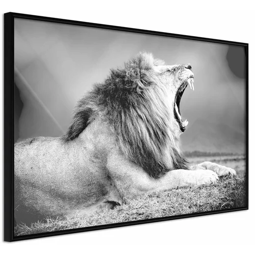  Poster - Yawning Lion 60x40