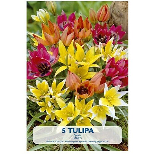  Lukovice proljetnog cvijeća Tulipani Specie Mix (Mješane boje, Botanički opis: Tulipa, Broj cvjetnih lukovica: 8 Kom.) Cijene