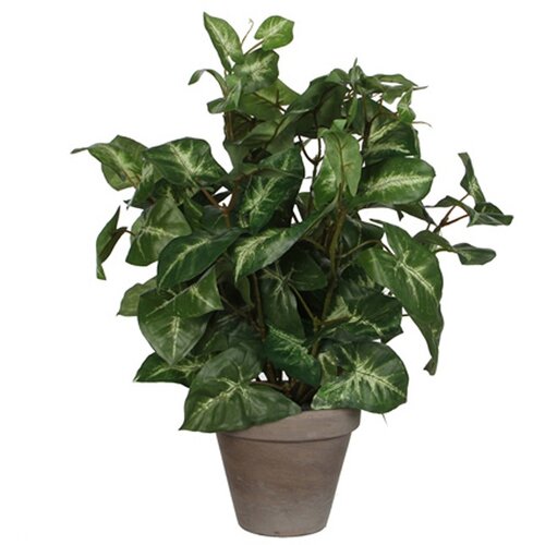 V Umjetna biljka Fittonia (Visina: 35 cm, Zelene boje, Plastika) Slike