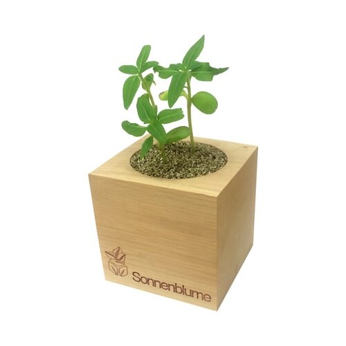 Feel Green ecocube "Rože" - divja vrtnica Cene