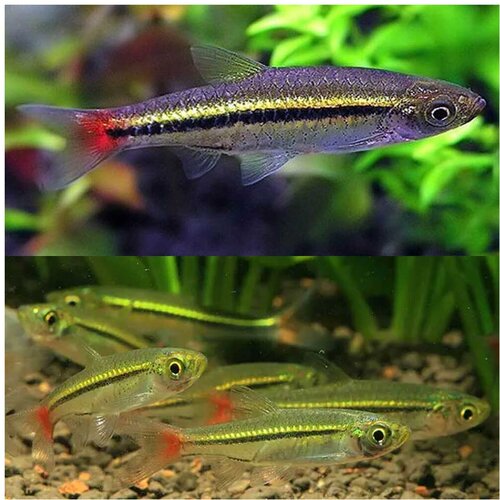 Akvarijum Centar Rasbora borapetensis Cene