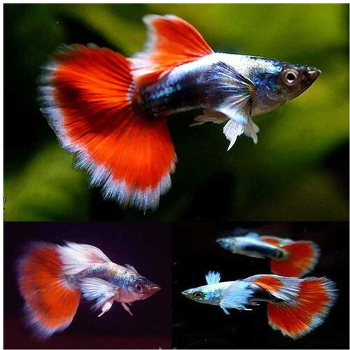 Akvarijum Centar Santa clause guppy Cene