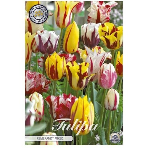  Lukovice proljetnog cvijeća Tulipani Rembrandt (Višebojno, Tulipa, Broj cvjetnih lukovica: 10 Kom.) Cijene