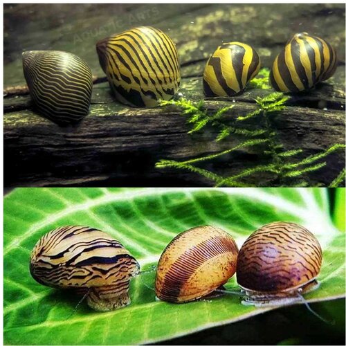 Akvarijum Centar nerite assorted Cene