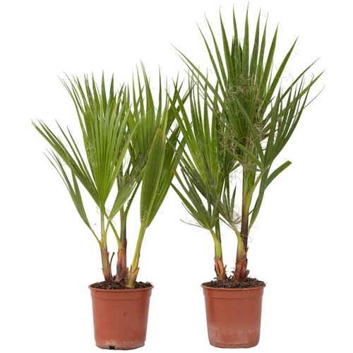 Plant in a Box mehiška palma - 2 kos - washingtonia robusta - višina 50-60cm - ⌀15cm, (21757572) Cene