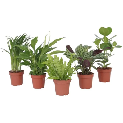 Plant in a Box Mešanica za čiščenje zraka - 5 kos - Višina 25-40cm - ⌀12cm, (21758092)