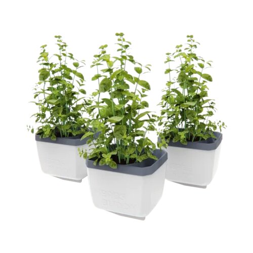 Gusta Garden Herbs Buddy - 3-delni set Slike