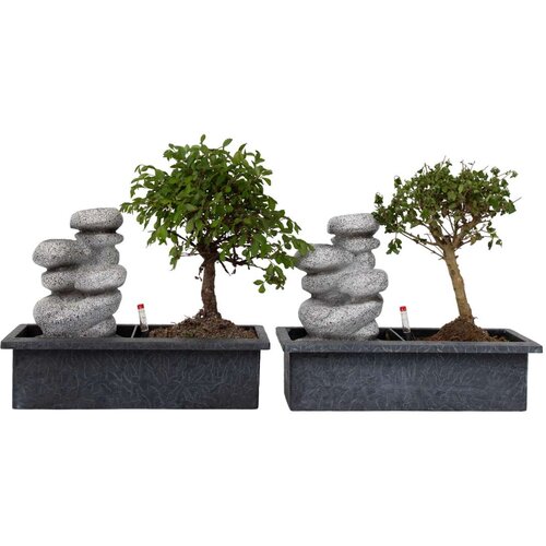 Plant in a Box bonsai slap stones - 2 kos - bonsai - višina 25-35cm - ⌀29cm, (21757985) Cene