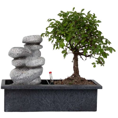 Plant in a Box bonsai slap stones - bonsai - višina 25-35cm - ⌀29cm, (21757960) Cene